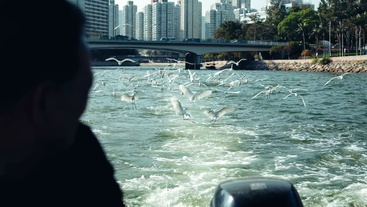 Egrets lifting off the water behind a moving boat.