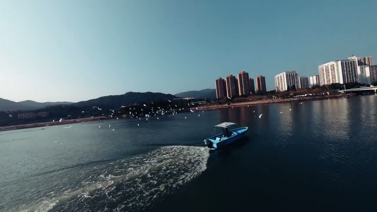 An aerial view of the boat and birds against the Hong Kong coastline.