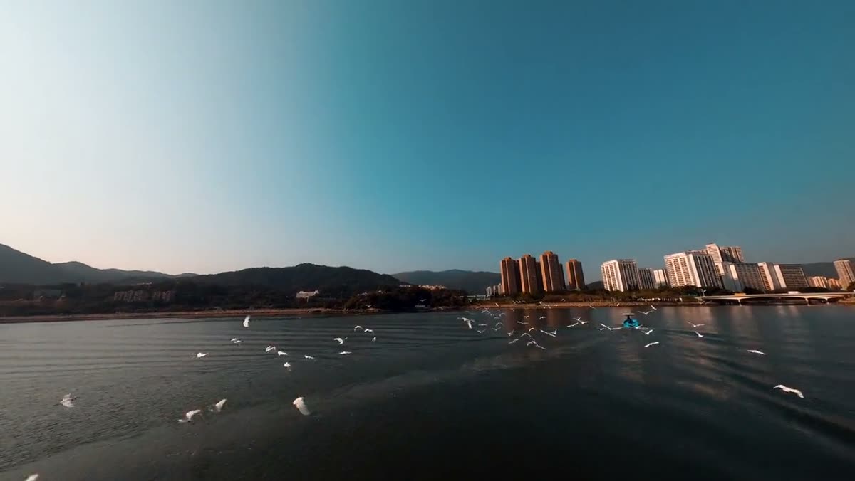 A wide golden-hour shot of birds low over the water near the shore.