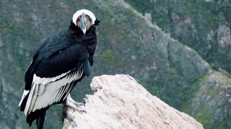Bringing back Andean condors — cnn international