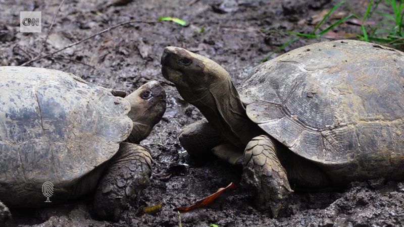 Restoring Bangladesh’s endangered turtles — cnn international