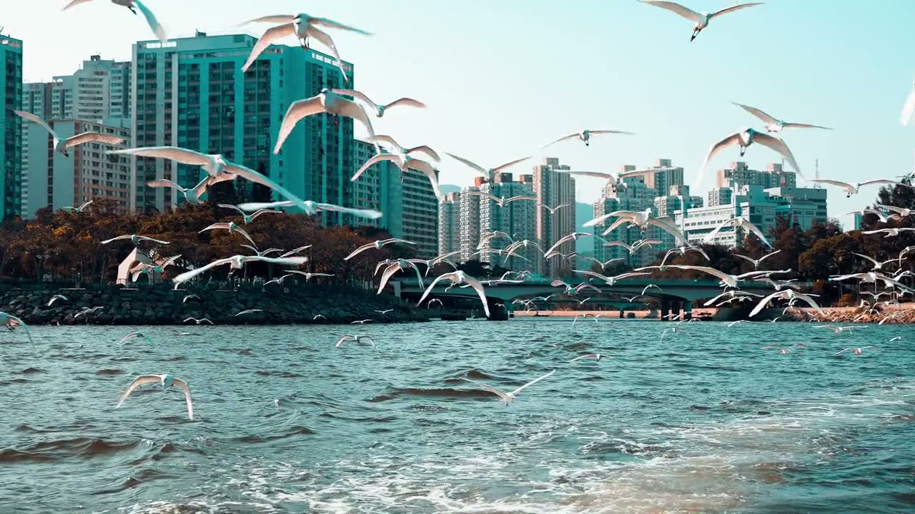 Chasing Birds